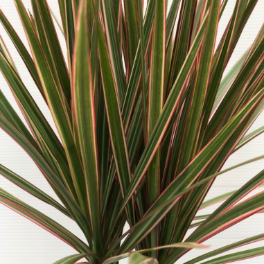 Dracaena Marginata Rossa