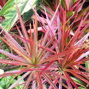Dracaena Marginata Rossa