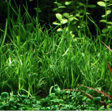 Lilaeopsis Mauritiana (Brasilensis) in Vitro