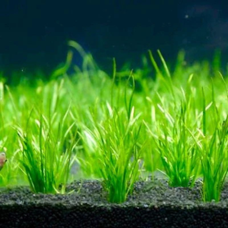 Lilaeopsis Mauritiana (Brasilensis) in Vitro Lilaeopsis Mauritiana (Brasilensis) in Vitro