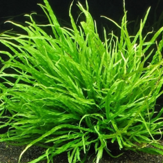 Microsorum Pteropus Narrow Leaf 2