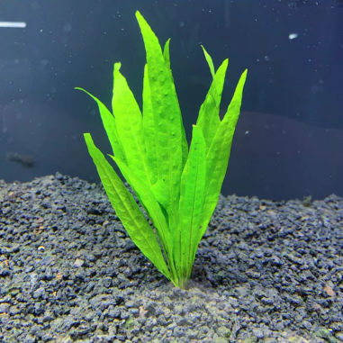 Microsorum Pteropus Narrow Leaf