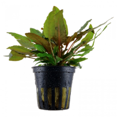 Cryptocoryne Wendtii Tropica
