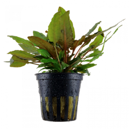Cryptocoryne Wendtii Tropica