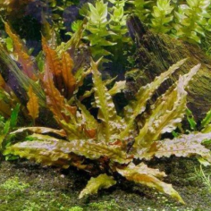 Cryptocoryne Wendtii Tropica 2
