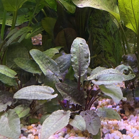 Cryptocoryne Wendtii Tropica