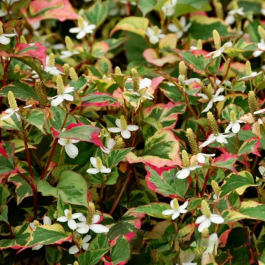 Houttuynia Cordata Chameleon