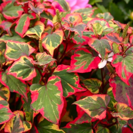 Houttuynia Cordata Chameleon