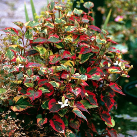 Houttuynia Cordata Chameleon