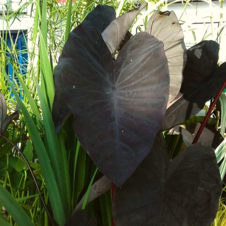 Colocasia Rubra Black Magic