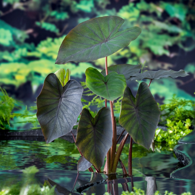 Colocasia Rubra Black Magic