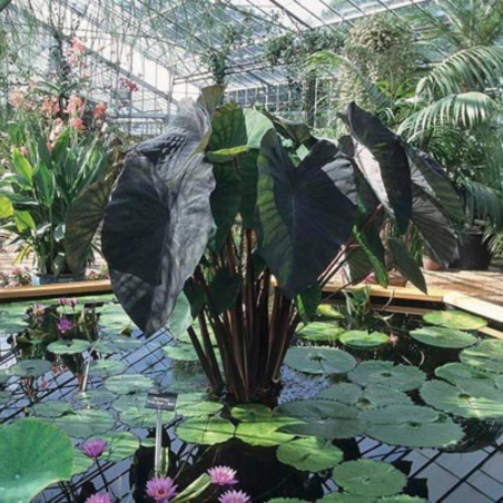 Colocasia Rubra Black Magic