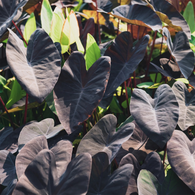 Colocasia Rubra Black Magic