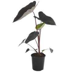 Colocasia Rubra Black Magic