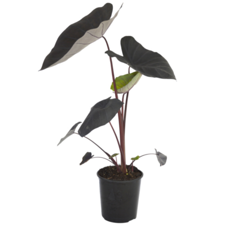 Colocasia Rubra Black Magic