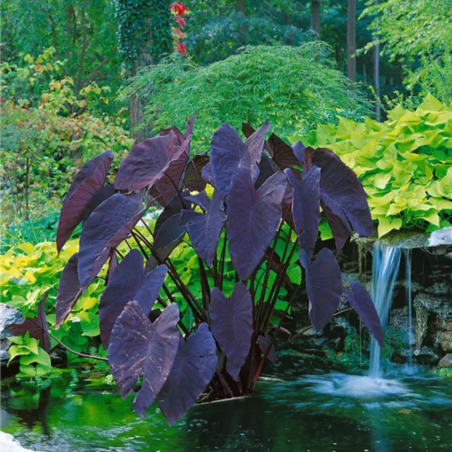 Colocasia Rubra Black Magic