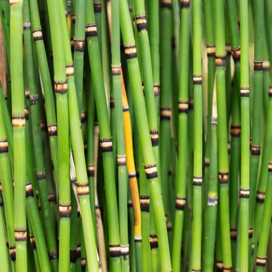 Equisetum Japonicum
