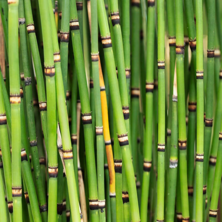 Equisetum Japonicum