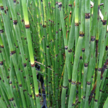 Equisetum Japonicum