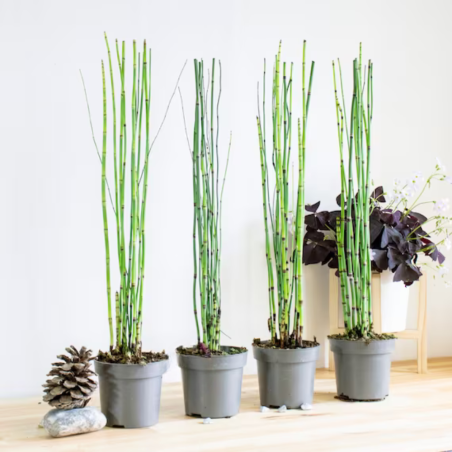 Equisetum Japonicum