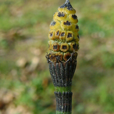 Equisetum Japonicum
