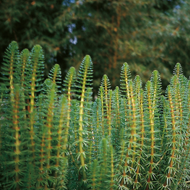 Hippuris Vulgaris