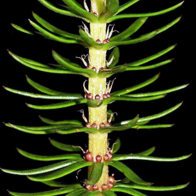 Hippuris Vulgaris