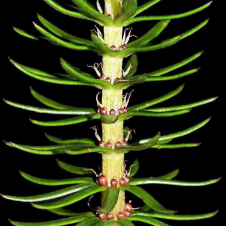 Hippuris Vulgaris
