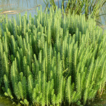 Hippuris Vulgaris
