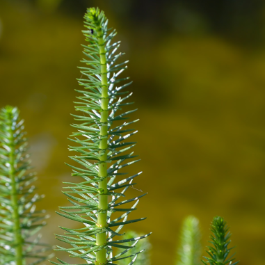 Hippuris Vulgaris