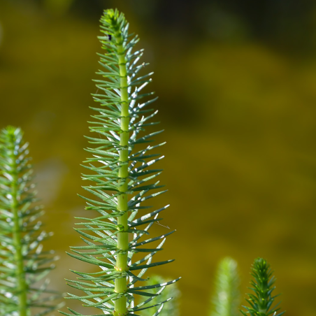 Hippuris Vulgaris