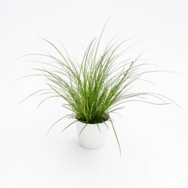 Carex Pendula
