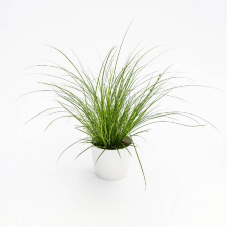 Carex Pendula