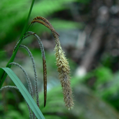 Carex Pendula
