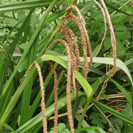 Carex Pendula