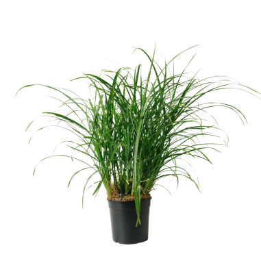 Miscanthus zebrinus