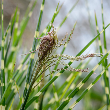 Miscanthus zebrinus