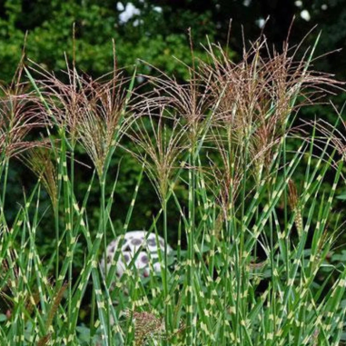 Miscanthus zebrinus