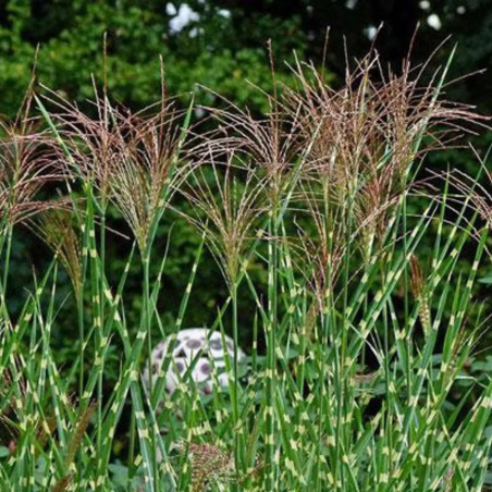 Miscanthus zebrinus