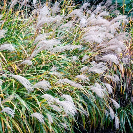 Miscanthus zebrinus