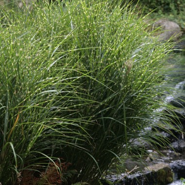 Miscanthus zebrinus