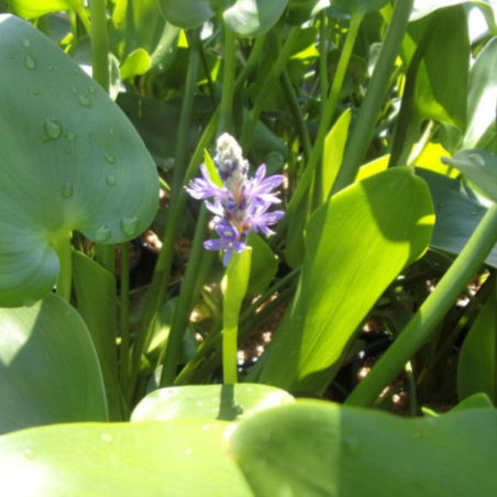 Pontederia Cordata
