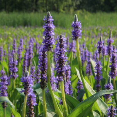 Pontederia Cordata
