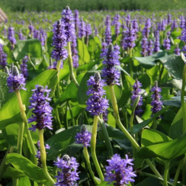 Pontederia Cordata
