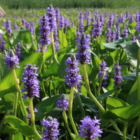 Pontederia Cordata