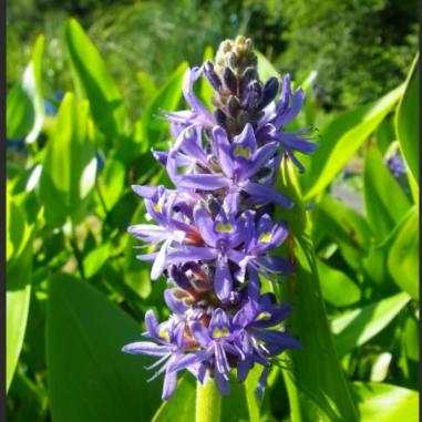 Pontederia Cordata