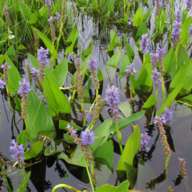 Pontederia Cordata
