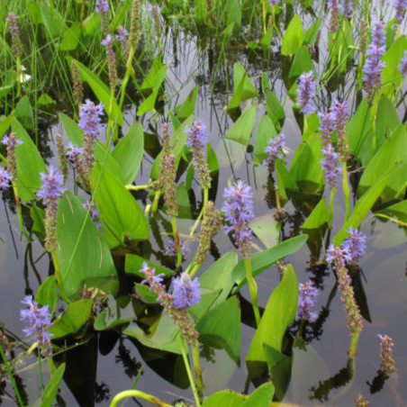 Pontederia Cordata