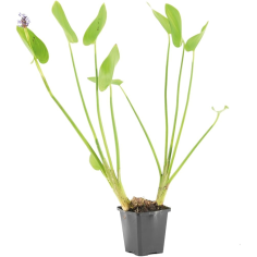 Pontederia Cordata