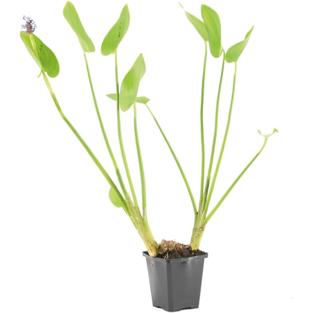Pontederia Cordata